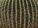 Cactus, 5 entries